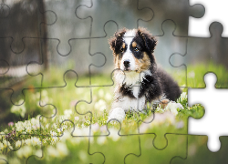 Szczeniak, Owczarek australijski-australian shepherd, Łąka