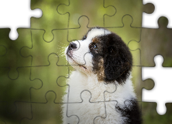 Szczeniak, Owczarek australijski, Australian shepherd