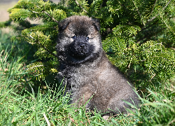 Szczeniak, Pies, Szpic eurasier
