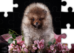 Pies, Szczeniak, Szpic miniaturowy, Róże