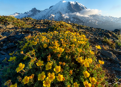 Stany Zjednoczone, Waszyngton, Park Narodowy Mount Rainier, Góra, Szlak Widokowy Mount Fremont, Kwiaty