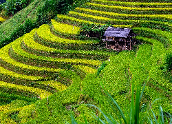 Pola, Tarasy ryżowe, Uprawa, Wzgórza, Szopa, Dom, Wietnam