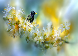 Kwiaty, Drzewo owocowe, Szpak, Ptak, Grafika AI