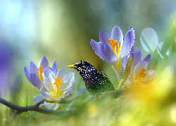 Szpak, Ptak, Krokusy, Kwiaty, Grafika AI