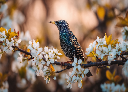 Ptak, Szpak, Gałązka, Kwiaty, Drzewo owocowe, Grafika AI