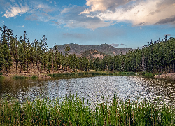 Góry, Jezioro, Hulsey Lake, Drzewa, Trawa, Arizona, Stany Zjednoczone