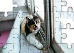 Szylkretowy, Kot, Parapet