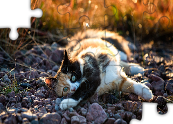 Szylkretowy, Kot, Kamienie, Bokeh, Rozmycie