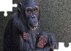 Małpy, Szympansy, Grafika