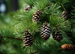 Szyszki, Gałąź, Sosna, Grafika AI