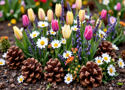 Tulipany, Lawenda, Stokrotki, Szyszki, Rabata, Kwiaty