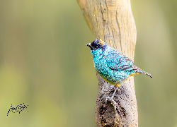 Tangarka błękitna, Tanager, Kolorowy, Ptak, Gałąź