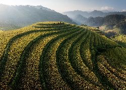 Mu Cang Chai, Wzgórze, Pola ryżowe, Tarasy, Góry, Mgła, Region Yen Bai, Wietnam