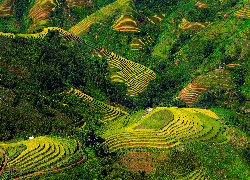 Pola, Tarasy ryżowe, Góry, Wzgórza, Wietnam