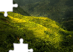 Wzgórza, Pola uprawne, Pola, Ryżowe, Tarasy ryżowe, Sa Pa, Prowincja Lao Cai, Wietnam