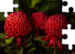 Czerwone, Kwiaty, Telopea