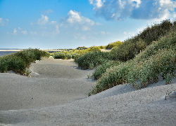 Piasek, Plaża, Trawa