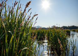 Trzciny, Trawa, Słoneczny blask, Jezioro