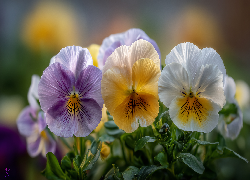 Kolorowe, Bratki, Grafika AI