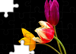Trzy, Kolorowe, Tulipany