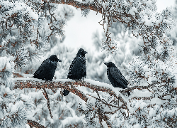 Trzy, Kruki, Gałąź, Sosna, Śnieg, Zima, Grafika AI