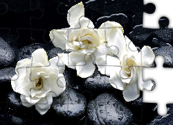 Gardenia jaśminowata, Trzy, Białe, Kwiaty, Kamienie