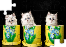 Trzy, Puszyste, Małe, Koty, Żółte, Doniczki