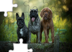 Trzy, Psy, Rozmyte, Tło