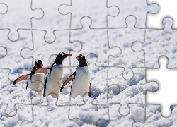 Antarktyda, Pingwiny białobrewe, Śnieg