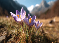 Dwa, Fioletowe, Krokusy, Kwiaty, Grafika AI