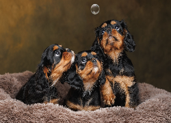 Psy, Szczeniaki, Trzy, Cavalier king charles spaniel, Bańka