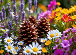 Kolorowe, Kwiaty, Stokrotki, Lawenda, Szyszki