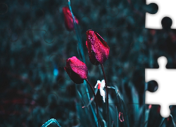 Czerwone, Kwiaty, Tulipany, Krople
