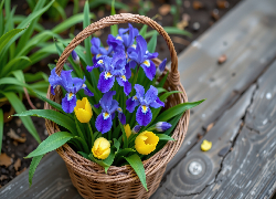 Kwiaty, Irysy, Tulipany, Stara, Ławka, Koszyk