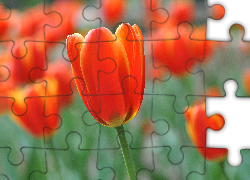 Przyroda, Kwiat, Tulipan