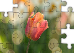 Tulipan, Bokeh