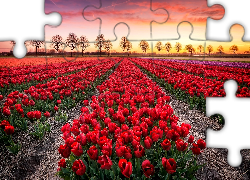 Pole, Tulipany, Drzewa