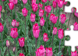 Ciemnoróżowe, Kwiaty, Tulipany
