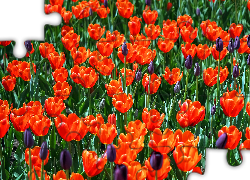 Kwiaty, Tulipany, Pole