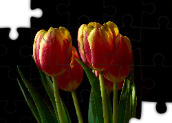 Czerwono-żółte, Tulipany, Ciemne tło
