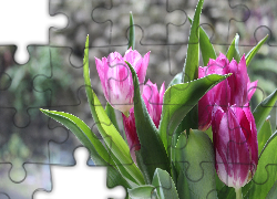 Tulipany, Rozmyte, Tło