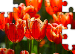 Przyroda, Kwiaty, Tulipany