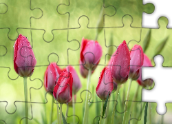 Tulipany, Krople, Deszcz