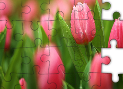 Różowe, Tulipany, Rozmycie, Krople