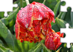 Tulipany, Kwiaty, Rosa