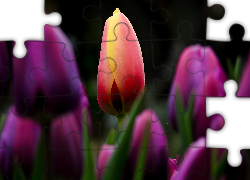 Tulipany, Rozmycie