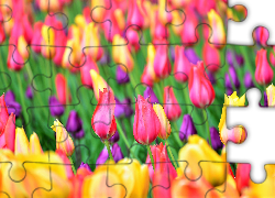 Pole, Tulipany, Kolorowe