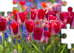 Kwiaty, Tulipany, Zbliżenie