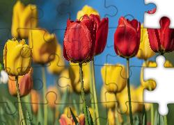 Tulipany, Żółte, Czerwone