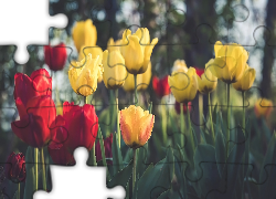 Kwiaty, Tulipany, Żółte, Czerwone